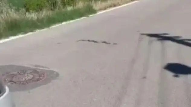Yolda görülen yılan korkuttu