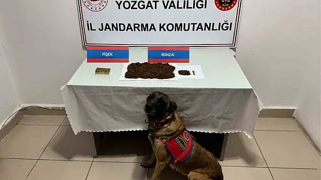 Yozgat'ta şüpheli şahsın aracında bonzai ele geçirildi