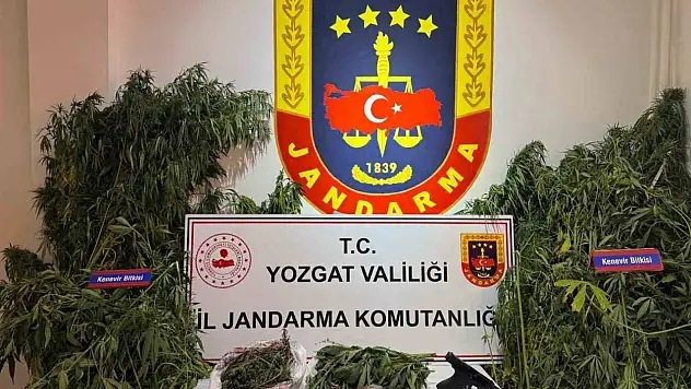 Yozgat'ta uyuşturucu tacirlerine göz açtırılmadı: Bin 135 kök kenevir ele geçirildi