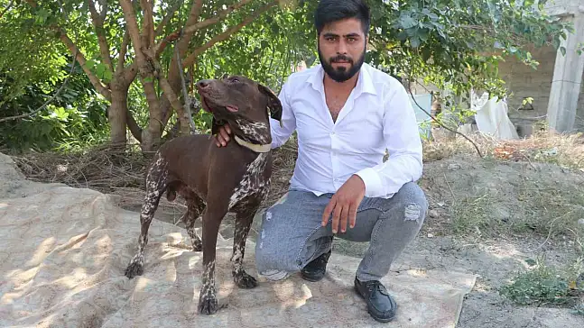 Adana'da köpeğe sopalı saldırı: Güvenlik kamerası kaydetti