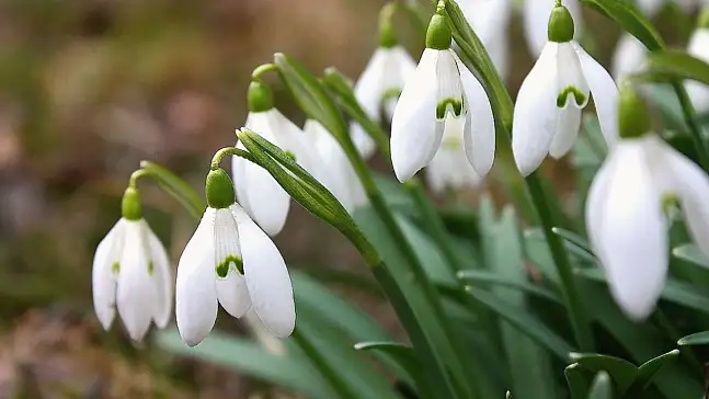 Aman dikkat: Bu çiçek ocak söndürür – Cezası 7 kar artırıldı!
