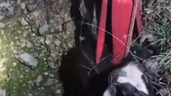 Yahyalı'da bir inek 15 metrelik kuyuya düştü