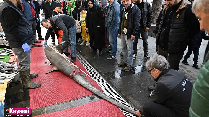 Yasaklı köpek balığı satışına ceza