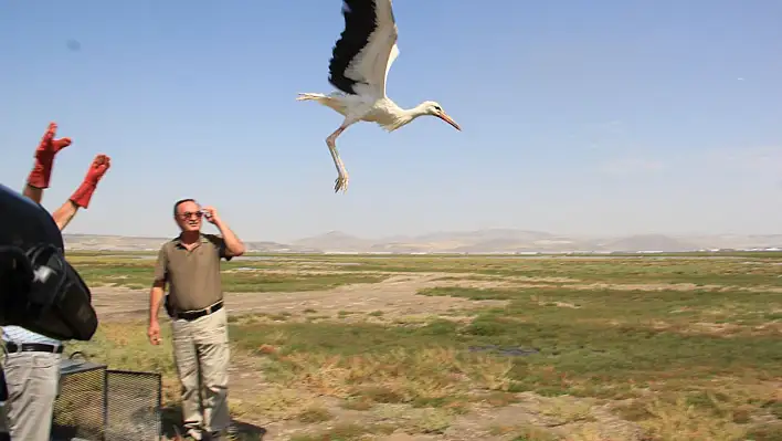 6 leylek, tedavilerinin ardından doğaya salındı