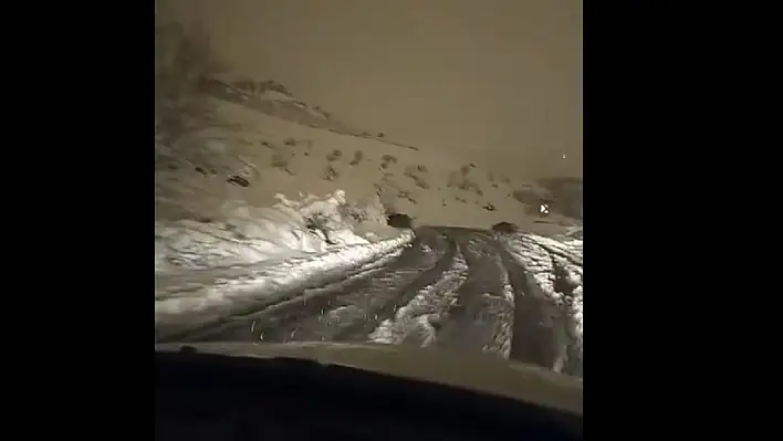 Aç kalan domuz sürüsü merkeze indi - İşte görüntüleri...