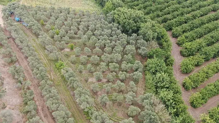 Adana'da 2 bin kök kenevir bitkisi ele geçirildi