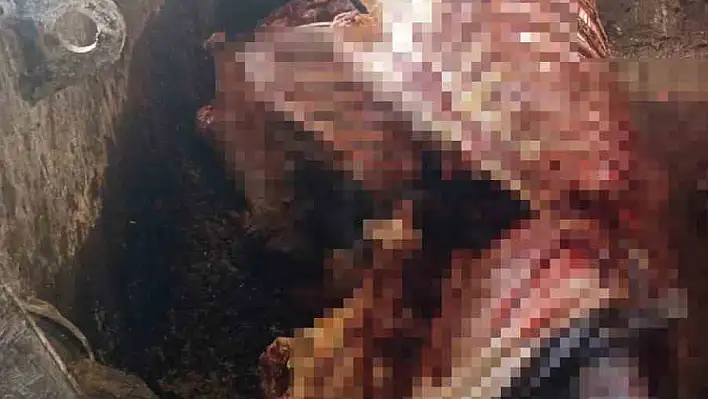 Adana'da baskın: Evin altından 2.5 ton at eti çıktı!