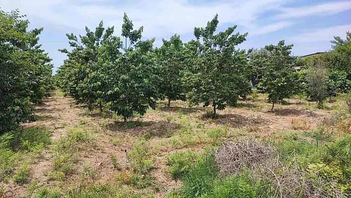 Adana'da  boğazı kesilmiş erkek cesedi bulundu