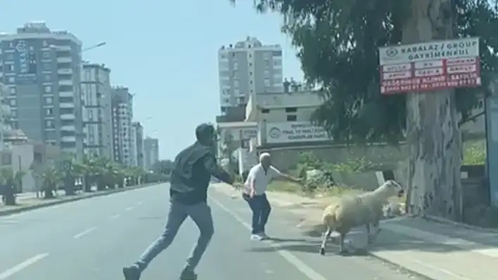 Adana'da kurbanlıklar kaçtı!