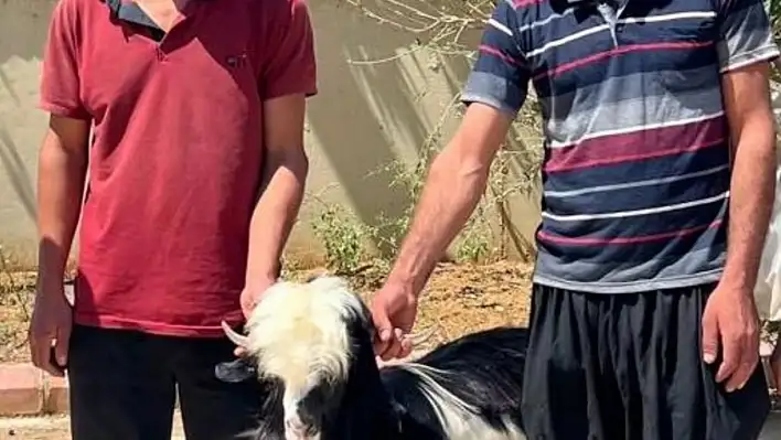 Keçi hırsızları yakalandı