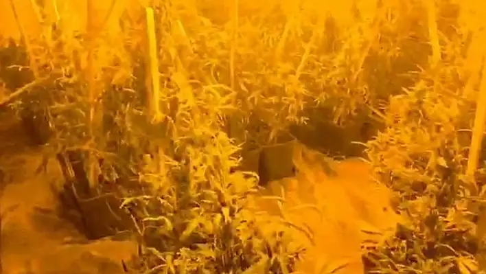 Adana'da konteynerlerde skunk yetiştiren 2 şüpheliden 1'i tutuklandı