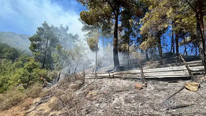 Adana'da orman yangını çıktı: Müdahale sürüyor!