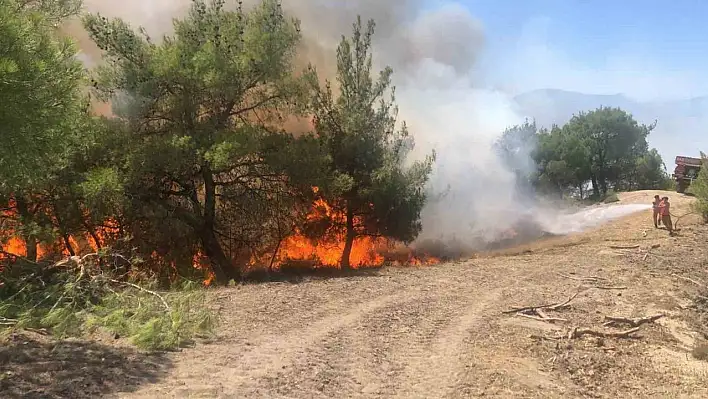 Adana'da orman yangını