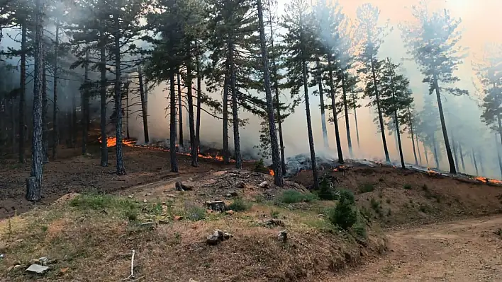 Adana'da orman yangını çıktı!