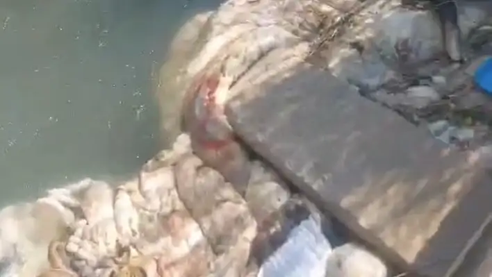 Bayramda sulama kanalları hayvan pislikleriyle doldu taştı