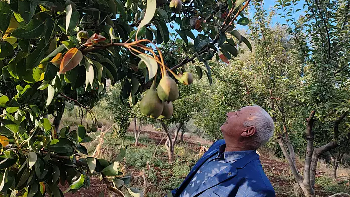 Ağustosta çiçek açtı, ekimde meyve verdi: Çiftçiler şaşkına döndü!