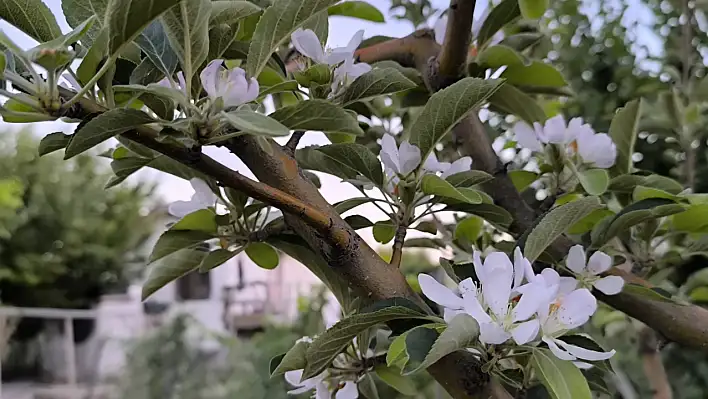Ağustosta elma ağacı çiçek açtı!