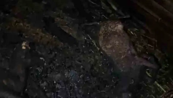 Adana'da ahır yangını: Hayvanlar telef oldu