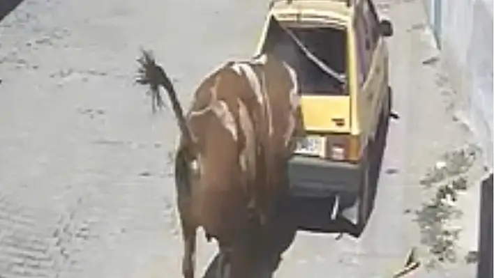 Kızgın boğa ahırdan kaçtı hırsını otomobilden çıkarttı