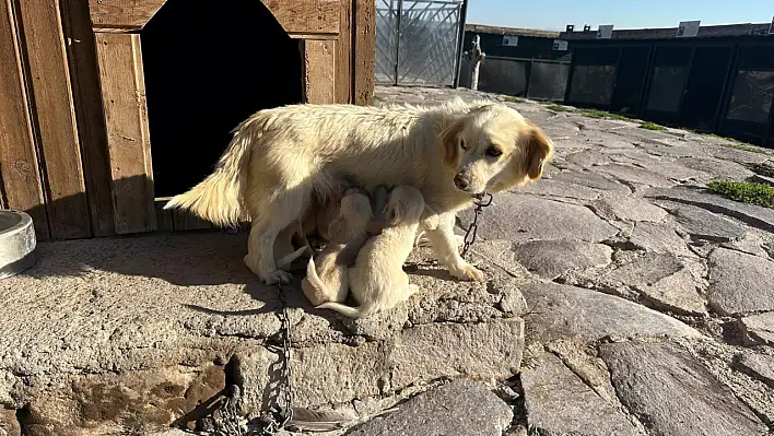 Ali Dağı Mini Çiftliği'ni görmelisiniz!