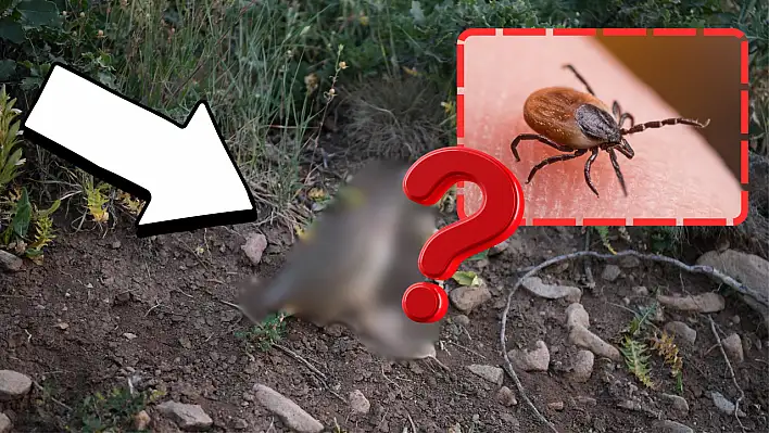 Ali Dağı'nda yüzlercesi serbest bırakıldı: Kayseri'de keneye karşı onlar mücadele edecek!