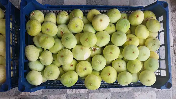 İncir üreticisi mutlu!