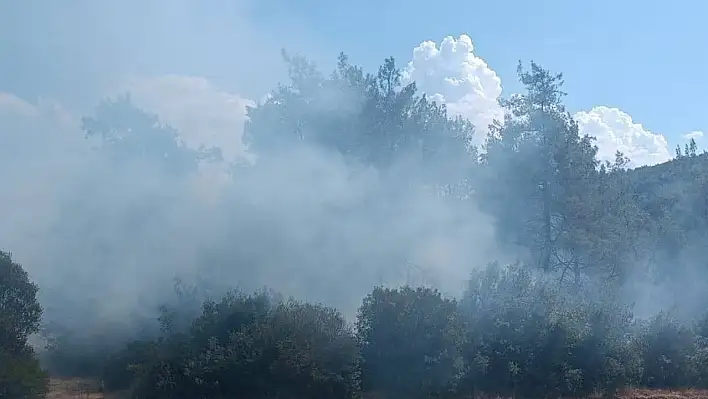 Kahramanmaraş'ta orman yangını çıktı!