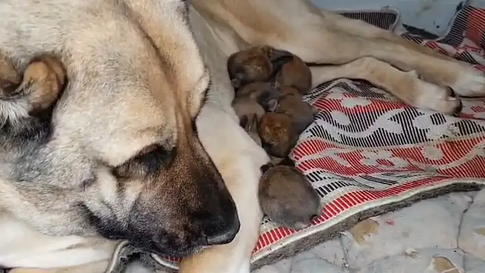 Kangal köpeğinin annelik içgüdüsü duygulandırdı...