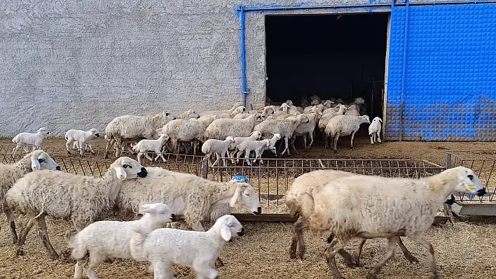 Annesinin reddettiği felçli kuzunun bakımı görenlerin yüreklerini ısıtıyor