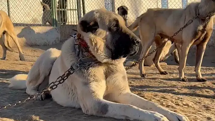 Arap ülkeleri meşhur Sivas Kangalları'na talip oldu!