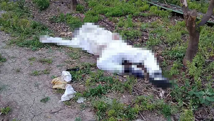 Arı soktu hayatını kaybetti