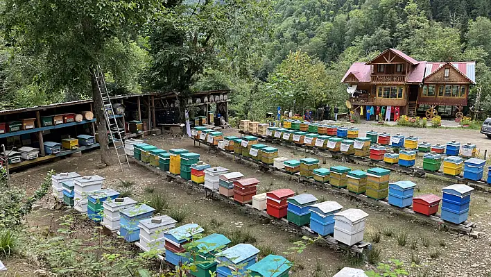 Bal Ormanları'nda Hasat Zamanı