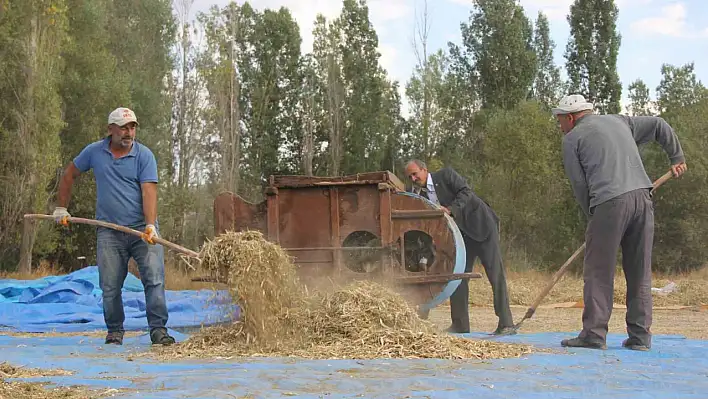 Geleneksel yöntemlerle yılda bir ton hasat ediliyor!