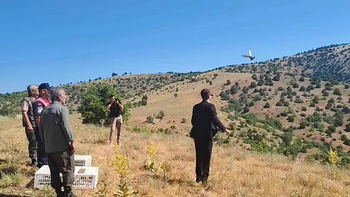 Yozgat'ta kene düşmanı 225 adet keklik doğaya salındı