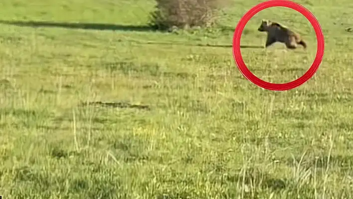 Ayı görüldü: Kayseri karıştı