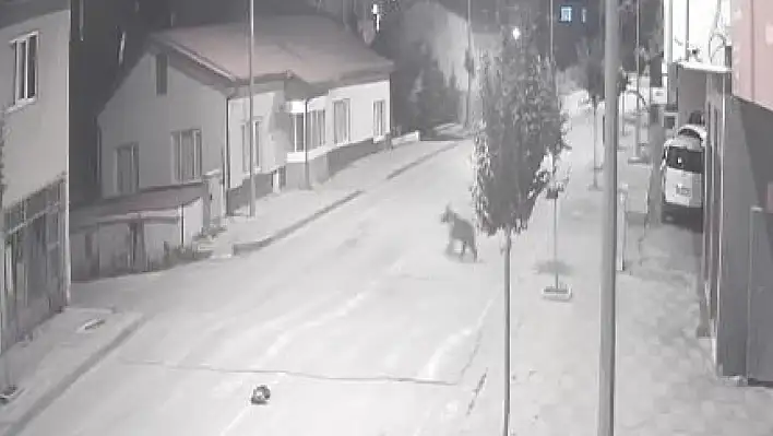 Ayılar Sivas'ta bir ilçeyi mesken tuttu!