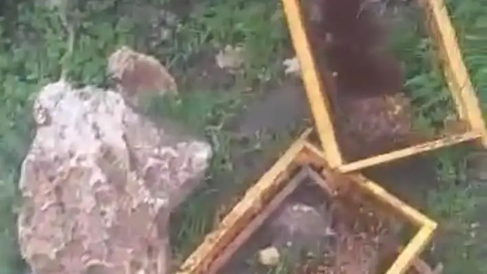 Ayıların bal baskını: Kayseri'de 30 kovan parçalandı