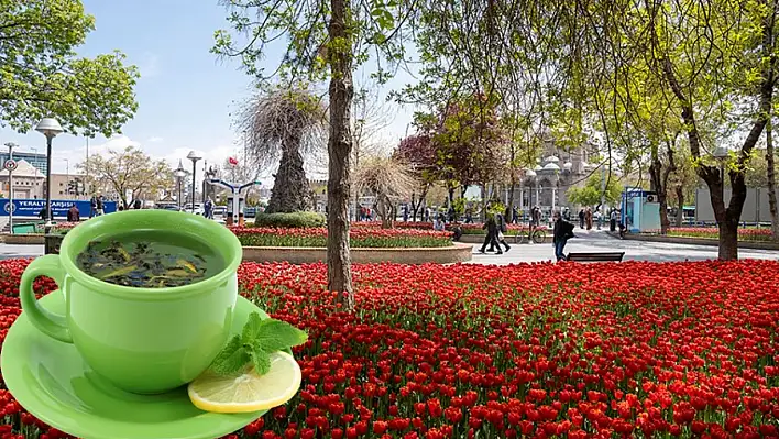 Bahar çayı nedir? Faydaları nelerdir?