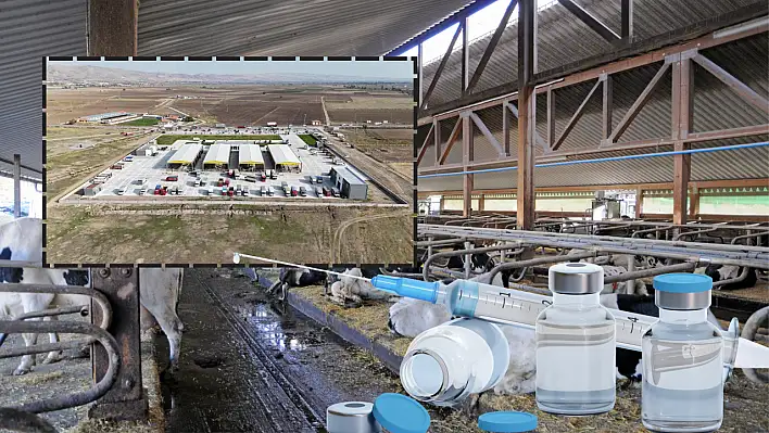 Bakanlık duyurdu: 24 ilde hayvan pazarları yeniden faaliyete geçti ! Kayseri'de açılacak mı?