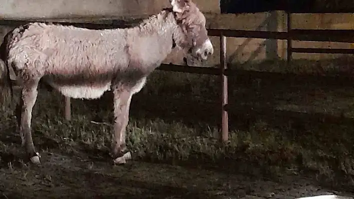 Başıboş Gezen Eşek Kadına Saldırdı