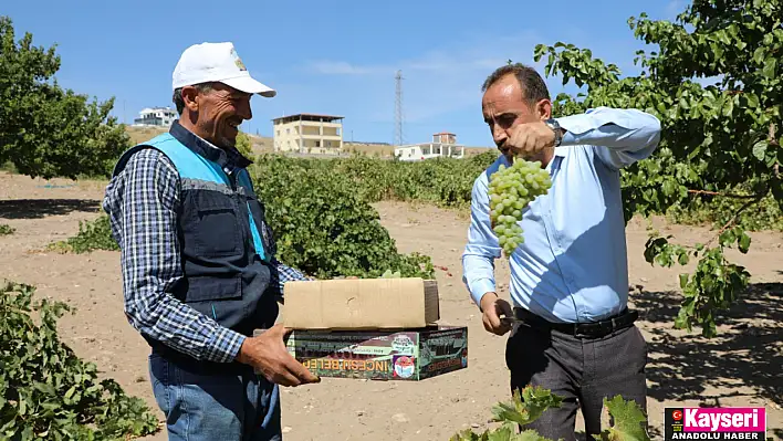 Başkan İlmek: İncesu'da üzümün pekmez yolculuğu başladı