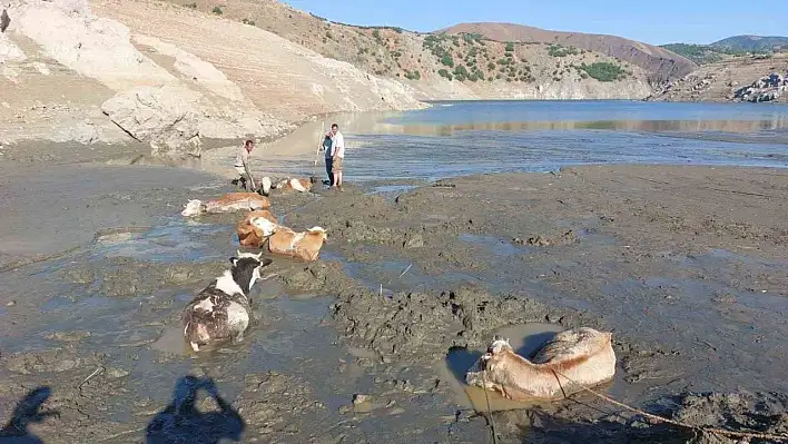 Bataklıkta umut operasyonu: İtfaiye 6 ineği canlı kurtardı