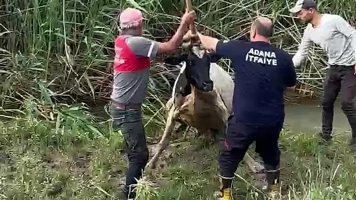 Sulama Kanalında Mahsur Kaldı, İtfaiye Seferber Oldu