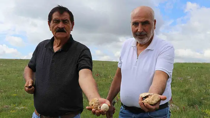 Bedava protein, doğadan elleriyle tek tek topluyorlar!