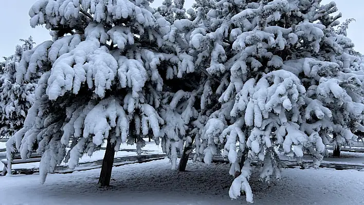 Bu görüntüler Kayseri'den…