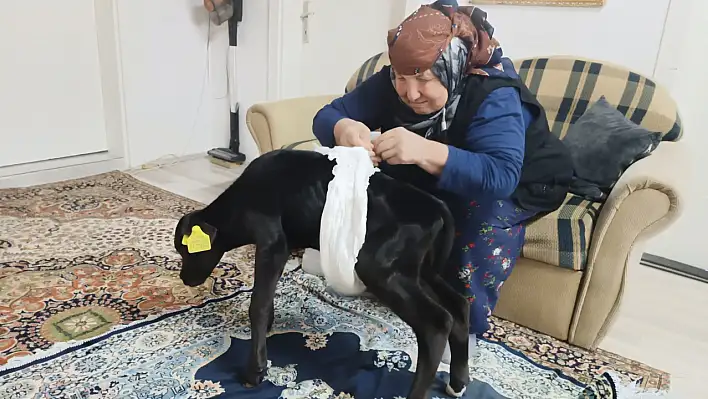 Çiftçi Kadın, Veterinerin Ölür Dediği Buzağıyı Kurtardı