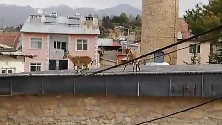 Tunceli'de Sıradışı Manzara: Dağ Keçileri Camii ve Çatılarda Dolaştı