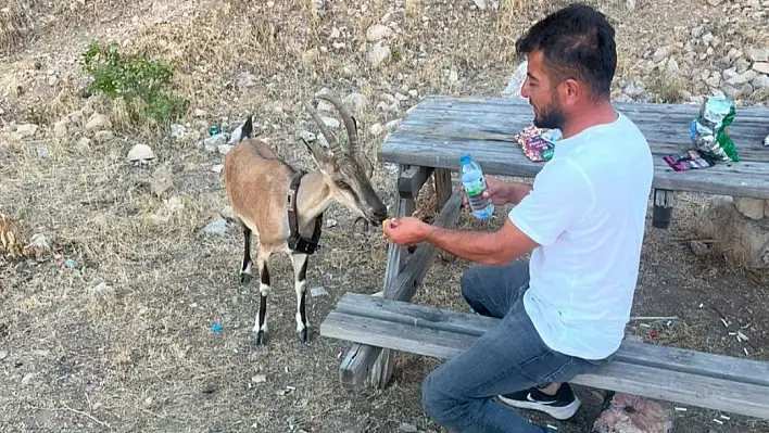 Dağ keçisi Coşkun Uzun'u görünce yanına koştu!