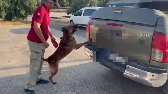 Narkotik köpeği 'Oscar' Adana'da 52 Kilo Skunk Ele Geçirdi!