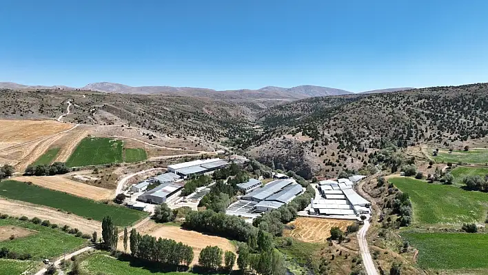 Denizi olmayan Kayseri'de bakın alabalık üretimi ne kadar?